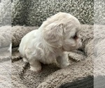 Small Photo #39 Zuchon Puppy For Sale in RENO, NV, USA