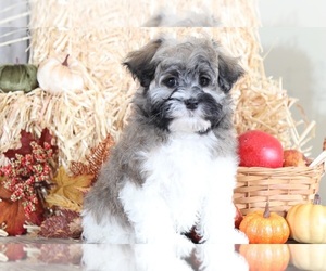 Havanese Puppy for sale in MOUNT VERNON, OH, USA