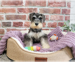 Small Photo #4 Schnauzer (Miniature) Puppy For Sale in SYRACUSE, IN, USA