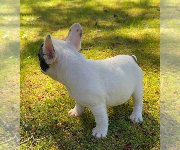 Medium Photo #7 French Bulldog Puppy For Sale in RENTON, WA, USA