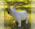 Small Photo #7 French Bulldog Puppy For Sale in RENTON, WA, USA