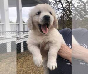 English Cream Golden Retriever Puppy for sale in NEWVILLE, PA, USA