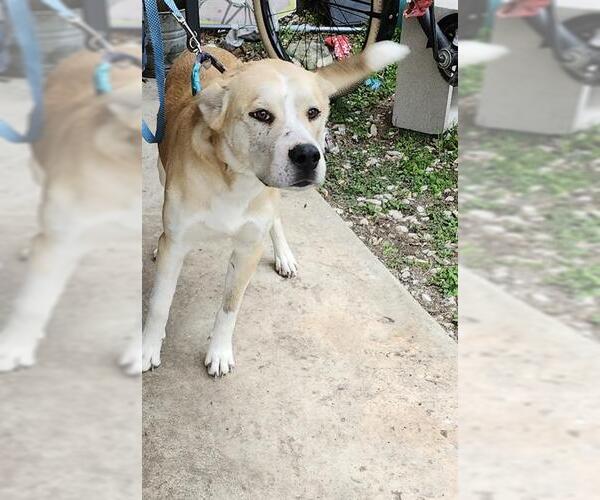 Medium Photo #1 Huskies -Labrador Retriever Mix Puppy For Sale in San Antonio, TX, USA