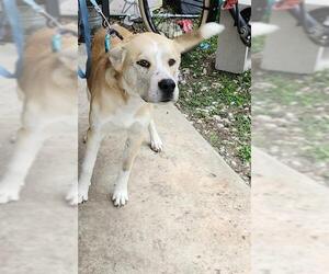 Medium Huskies -Labrador Retriever Mix