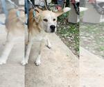 Small Huskies -Labrador Retriever Mix