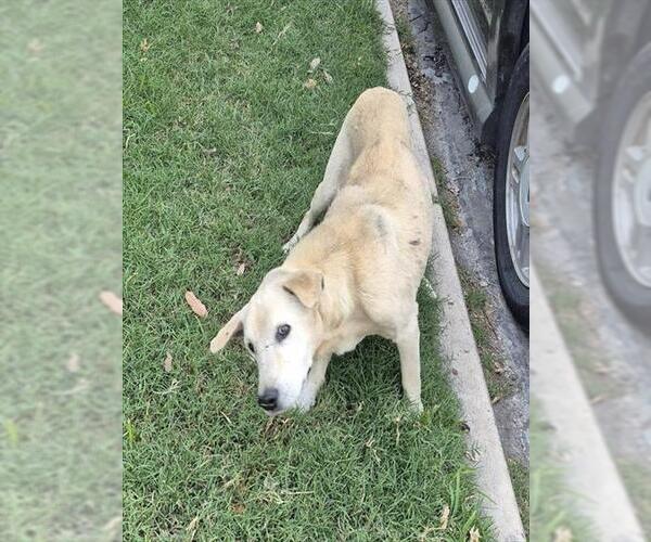 Medium Photo #1 Labrador Retriever-Unknown Mix Puppy For Sale in San Antonio, TX, USA