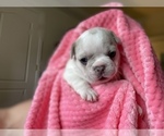 Small Photo #3 French Bulldog Puppy For Sale in PUEBLO, CO, USA