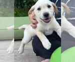 Small #5 Labrador Retriever