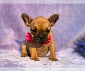 French Bulldog Puppy for sale in LANCASTER, PA, USA