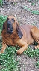 Father of the Bloodhound puppies born on 03/14/2017