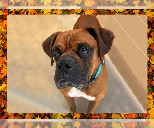 Medium Photo #2 Boxer Puppy For Sale in Ojai, CA, USA