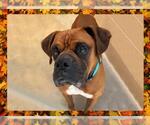 Small #1 Boxer