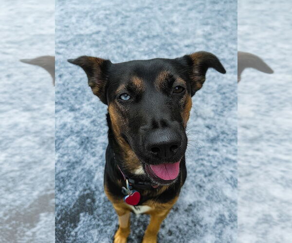 Medium Photo #2 Rottweiler-Unknown Mix Puppy For Sale in Houston, TX, USA