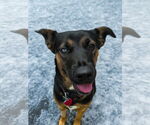 Small #1 Rottweiler Mix