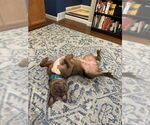 Small #67 American Staffordshire Terrier