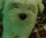 Small Photo #24 Maltese Puppy For Sale in PATERSON, NJ, USA