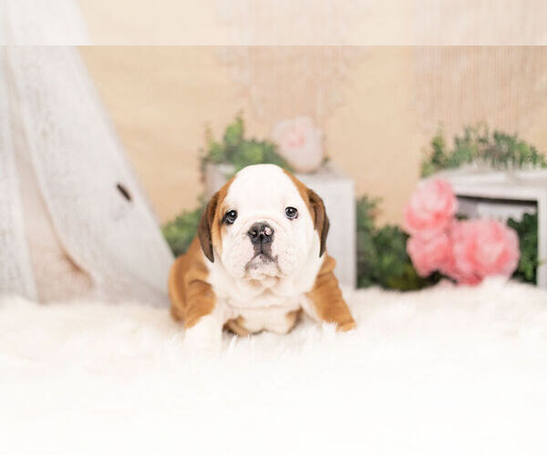 Medium Photo #3 English Bulldog Puppy For Sale in WARSAW, IN, USA