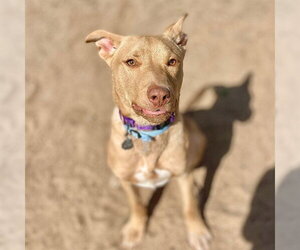 Australian Kelpie Dogs for adoption in Aurora, CO, USA