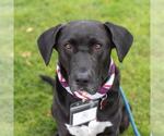 Small #3 Labrador Retriever Mix