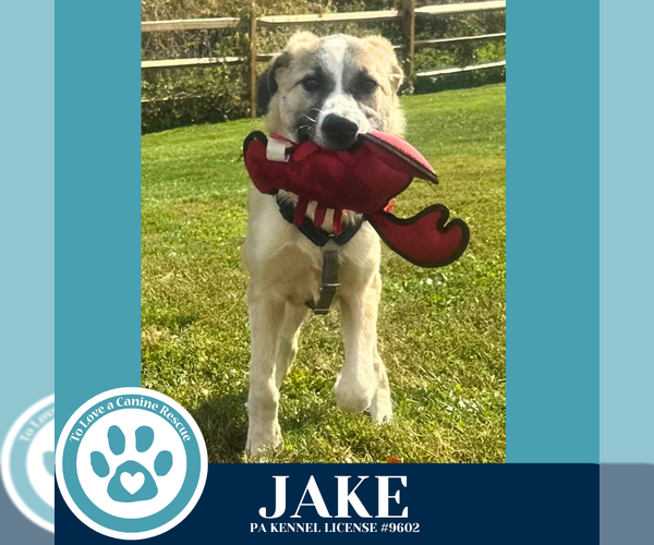 Medium Photo #2 Anatolian Shepherd-Unknown Mix Puppy For Sale in Kimberton, PA, USA