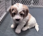 Small Photo #19 Poodle (Miniature)-Unknown Mix Puppy For Sale in CEDARTOWN, GA, USA