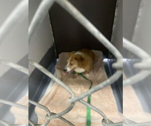 - Mix Dogs for adoption in Fremont, CA, USA