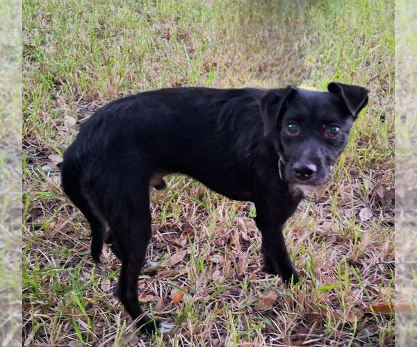 Medium Photo #2 Mutt Puppy For Sale in Missouri City, TX, USA