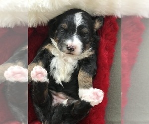 Miniature Bernedoodle-Unknown Mix Puppy for sale in ARTHUR, IL, USA
