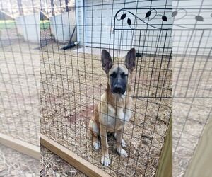 German Shepherd Dog Puppy for sale in HOSCHTON, GA, USA