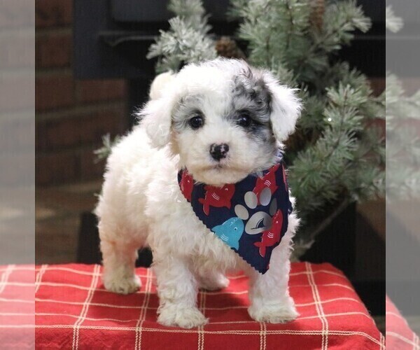 Medium Photo #4 Poodle (Miniature) Puppy For Sale in EAST EARL, PA, USA