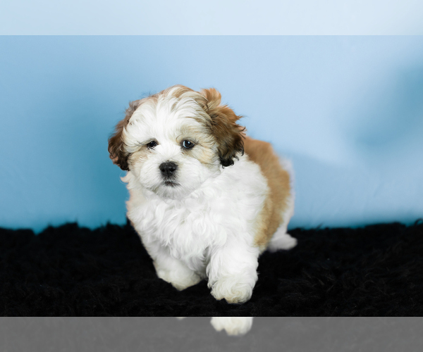 Medium Photo #1 Zuchon Puppy For Sale in WOLCOTTVILLE, IN, USA