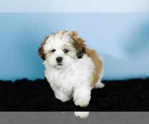 Zuchon Puppy for sale in WOLCOTTVILLE, IN, USA
