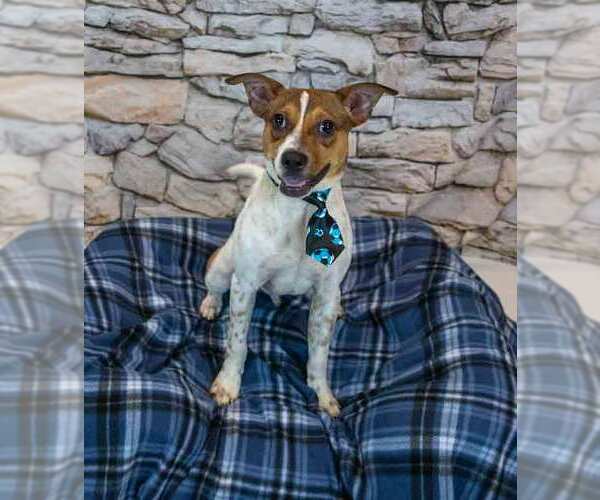 Medium Photo #2 Jack Russell Terrier-Unknown Mix Puppy For Sale in Kennesaw, GA, USA
