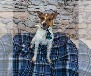 Samwise - Male Jack Russell Terrier-Unknown Mix Dog for Adoption - Photo #2