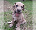Small Photo #6 Great Dane Puppy For Sale in HULBERT, OK, USA