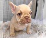 Small French Bulldog