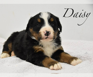 Bernese Mountain Dog Puppy for sale in GREENSBURG, IN, USA