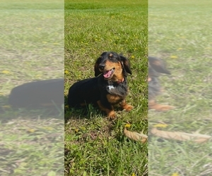 Father of the Dachshund puppies born on 03/29/2026