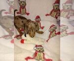 Small Photo #2 Dachshund Puppy For Sale in GORDONVILLE, TX, USA