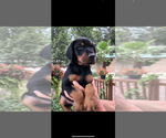Small #6 Doberman Pinscher
