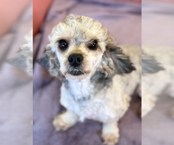 Medium Photo #2 Poodle (Miniature)-Unknown Mix Puppy For Sale in Pacolet, SC, USA