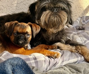 Brussels Griffon Puppy for sale in SCOTTSDALE, AZ, USA