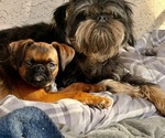 Small Brussels Griffon