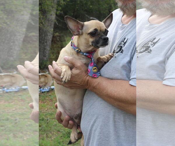 Medium Photo #2 Daug Puppy For Sale in Bandera, TX, USA