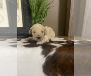 Goldendoodle Puppy for sale in FRIENDSHIP, TN, USA
