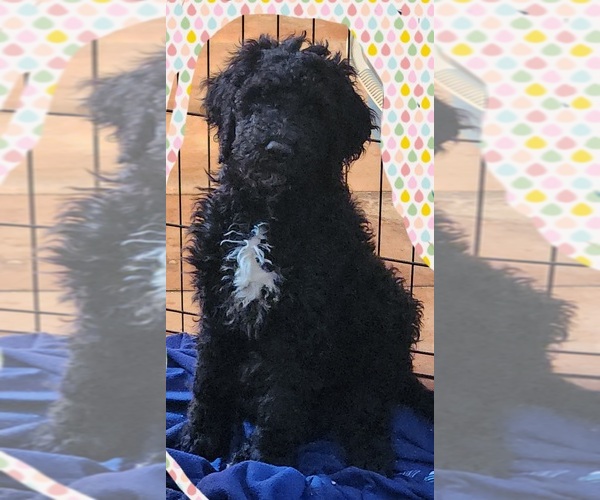 Medium Photo #2 Goldendoodle Puppy For Sale in JACKSONVILLE, FL, USA