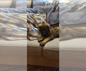Medium German Shepherd Dog