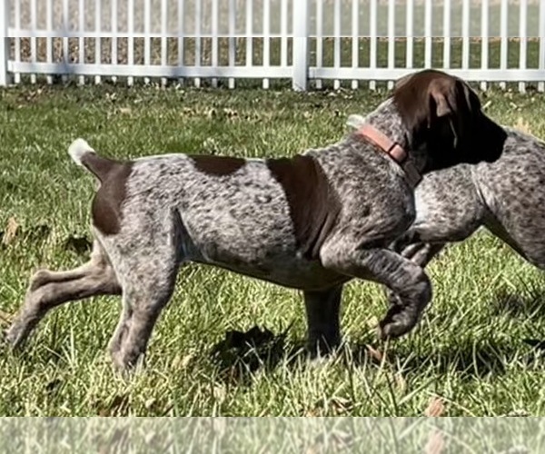 Medium Photo #5 German Shorthaired Pointer Puppy For Sale in STRAWBERRY POINT, IA, USA
