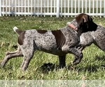 Small #4 German Shorthaired Pointer