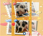 Small #7 Boston Terrier-Boxer Mix